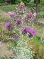 /album/fotogalerie-nabidka/cirsium-diacanthum-kvety-jpg/